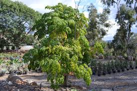 Image result for Radermachera