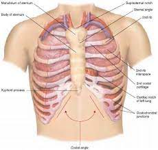 It describes the theatre of events. Natomy And Physiol Physical Examination Click To Cure Cancer
