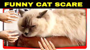 Cat Of Hands Blast Attack 2020 Youtube Funny Cats Cats Attack
