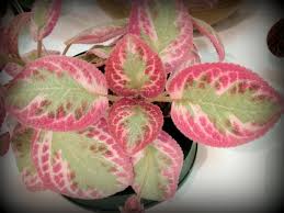 Cat palms are attractive dense clusters of trunk less plants with soft, dark, green leaves. Unusual Houseplants To Try Hgtv
