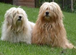 Bichon Havanais Look Et Histoire Havanese Dog Breeds
