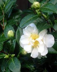 How To Grow Gorgeous Camellias From Cuttings Grow Gorgeous Growing Roses Camellia Plant