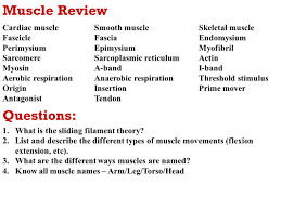 Use the find command to locate a specific muscle. Muscular System Ppt Video Online Download