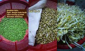 See more of belajar tanam taugeh on facebook. Cara Tanam Taugeh Sendiri Di Rumah Hari Ke 3 Dah Boleh Tuai Daily Makan