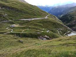 Image result for Swertia pleurogynoides