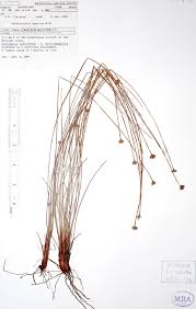 Image result for Fimbristylis aphylla