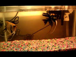 Stages Of Angelfish Growth Youtube