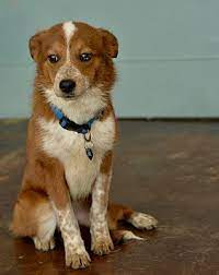 San Antonio Tx Border Collie Meet Miss Chestnut A Pet For Adoption
