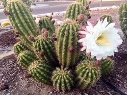 They require some caution when handling, but these super low maintenance plants can thrive indoors with bright sun. Echinopsis Echinopsis Candicans A Low Sprawling Cactus From South America It Produces Very Large White Flowers That Open Sun And Water Cactus Plants Cactus
