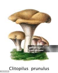 Image result for Clitopilus prunulus