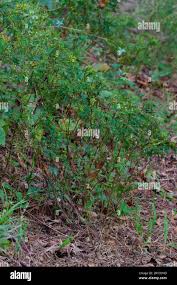 Image result for Chamaecrista falcinella