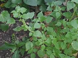 Image result for Parietaria debilis