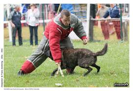 Le championnat du monde d'échecs 2016 s'est déroulé du 11 au 30 novembre 2016 à new york, et a opposé le norvégien magnus carlsen, champion du monde en titre, au russe sergueï kariakine, vainqueur du tournoi des candidats en mars 2016. Groupe Travail Mondioring Societe Centrale Canine