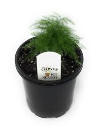 Image result for Asparagus rogersii