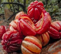 Image result for Garcinia punctata