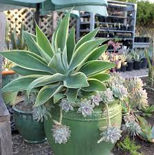 Image result for Agave attenuata
