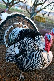 Talking Turkey How To Choose Your Thanksgiving Bird Turkey Bird Turkey Breeds Pet Birds