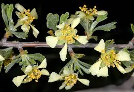 Image result for Polystachya tridentata