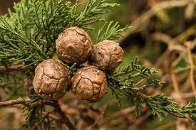 Image result for Cupressus