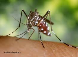 Horrifically enlarged versions of the common mosquito, giant mosquitoes bring death on swift wings. Mosquitoes How To Keep Mosquitoes Away Raid Bug Basics