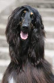 26 Important Hairstyles You Need To Try Right Now Afghan Hound Dog Names Hair Styles