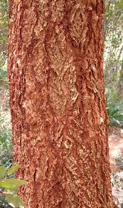 Image result for Acacia abyssinica