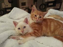 Fotograf Kedi Yavrusu Oynuyor Biyik Arkadaslar Omurgali Cok Guzel Yavru Kediler Avrupa Shorthair Burmilla Kucuk Orta Boy Kediler Kedi Gibi Memeli Etobur Yerli Kisa Sacli Kedi Yerli Uzun Sacli Kedi