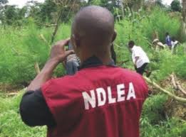 The chairman/chief executive officer of the national drug law enforcement agency (ndlea), is presently col. Ndlea Shortlisted Candidates Final List Download Pdf Success Joint