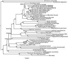 Image result for Eriochrysis