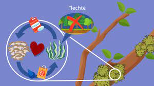 90.000 stichwörter und wendungen sowie 120.000 übersetzungen. Symbiose Definition Mutualismus Allianz Mit Video