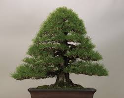 Many prizes winning kuromatsu is takamatsu bonsai. The Omiya Bonsai Art Museum Saitama