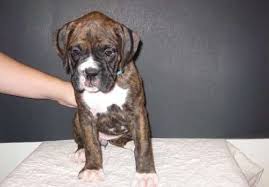 Below is a sample search of our boxer breeders with puppies for sale. Boxer Puppies For Sale Buffalo Ny 232910 Petzlover