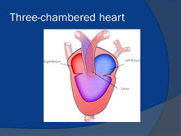 Blood travels from the atrium into the more muscular ventricle where it is pumped out to the gills where the blood becomes oxygenated. Bio Ii Rupp Amphibians Ppt Download