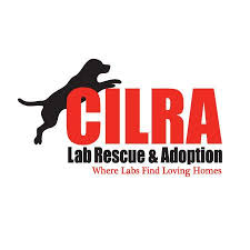 We did not find results for: Central Indiana Lab Rescue Adoption Cilra Home Facebook