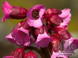 We did not find results for: Bergenia From Burncoose Nurseries