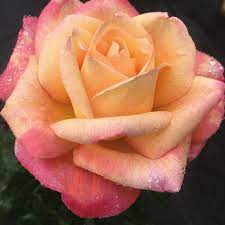 Enchanted Peace Hybrid Tea Rose Hybrid Tea Roses Hybrid Tea Roses Care Hybrid Tea Roses Garden