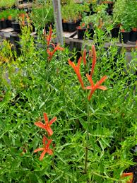 Image result for Anisacanthus