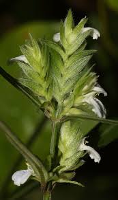 Image result for Rungia