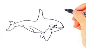 The lifespans of killer whales depend on the will of the animal. How To Draw A Killer Whale Killer Whale Easy Draw Tutorial Youtube