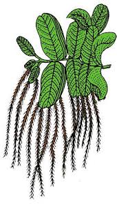 Plant Image