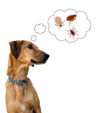 If your dog is experiencing toxicity from ingesting adderall, he will need immediate medical care. Protecting Your Dog From Fleas And Ticks D Tails Pet Boutique Spa
