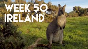 (wallaby) lib/wallaby/experimental/selenium/webdriver_client.ex:125 after using chromedriver+wallaby successfully on an elixir test suite for a while, i saw this issue for first time today. Wallabies Up Close On Lambay Island Ireland Youtube