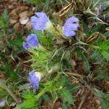 Image result for Blepharis diversispina