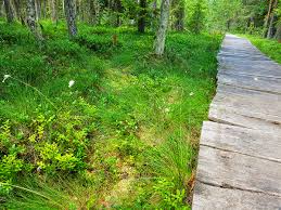 This place is situated in suceava, romania, its geographical coordinates are 47° 19' 0 north, 25° 8' 0 east and its original name (with diacritics) is poiana stampei. Poiana Stampei Peat Bog Tinovul Mare Romania Holiday And Trips