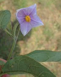Image result for Solanum campylacanthum 'panduriforme type'