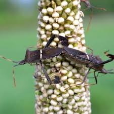 Image result for Leptochloa obtusiflora