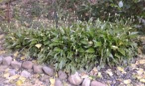 Image result for Lobelia petiolata