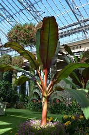 Image result for Ensete ventricosum