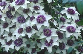 Maybe you would like to learn more about one of these? Why Is My Clematis Not Flowering The Garden Of Eaden