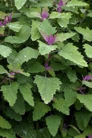 Baumspinat Chenopodium Giganteum Pflanzen Bodendecker Stauden